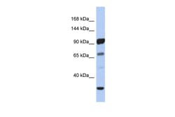 Aviva Systems Biology Corp PCDHA10 Antibody - N-terminal region (ARP49344_P050)