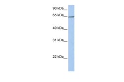 Aviva Systems Biology Corp PCDHA4 Antibody - N-terminal region (ARP49350_P050)