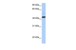 Aviva Systems Biology Corp EDAR Antibody - middle region (ARP49706_P050)