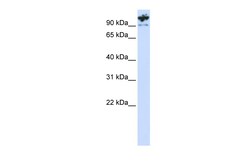 Aviva Systems Biology Corp PCDHA6 Antibody - C-terminal region (ARP50008_P050)