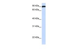 Aviva Systems Biology Corp FAM62C Antibody - N-terminal region (ARP50019_P050)