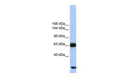 Aviva Systems Biology Corp PIGO Antibody - N-terminal region (ARP50093_P050)
