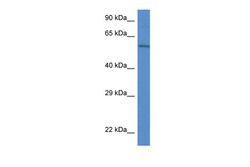 Aviva Systems Biology Corp Plxdc2 Antibody - C-terminal region (ARP50128_P050)