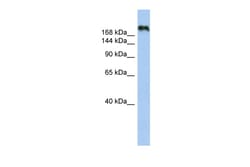 Aviva Systems Biology Corp CNTNAP4 Antibody - N-terminal region (ARP50184_P050)