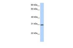 Aviva Systems Biology Corp SIGLEC12 Antibody - N-terminal region (ARP50236_P050)