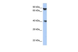 Aviva Systems Biology Corp ZNF429 Antibody - N-terminal region (ARP50306_P050)