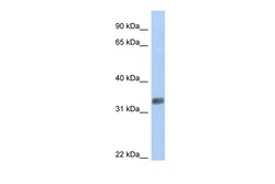 Aviva Systems Biology Corp PURG Antibody - N-terminal region (ARP50381_P050)