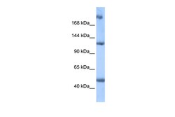 Aviva Systems Biology Corp APC2 Antibody - middle region (ARP50526_P050)