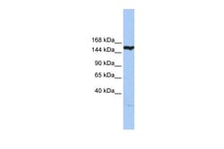 Aviva Systems Biology Corp CASP8AP2 Antibody - N-terminal region (ARP50555_P050)