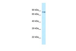 Aviva Systems Biology Corp Lrrfip1 Antibody - C-terminal region (ARP50619_P050)
