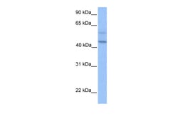 Aviva Systems Biology Corp PDCD2L Antibody - N-terminal region (ARP50714_P050)