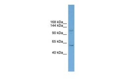 Aviva Systems Biology Corp ZNF628 Antibody - middle region (ARP50733_P050)