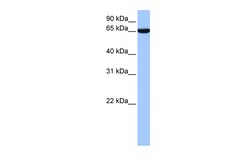 Aviva Systems Biology Corp hCG_1646157 Antibody - N-terminal region (ARP50951_P050)