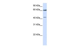 Aviva Systems Biology Corp CFAP45 Antibody - N-terminal region (ARP51321_P050)