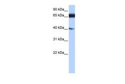 Aviva Systems Biology Corp DKFZp686E2433 Antibody - N-terminal region (ARP51740_P050)