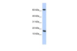 Aviva Systems Biology Corp C4orf46 Antibody - middle region (ARP51801_P050)
