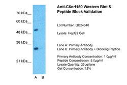 Aviva Systems Biology Corp CGAS Antibody - middle region (ARP52607_P050)