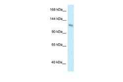 Aviva Systems Biology Corp PLEKHA7 Antibody - middle region (ARP53316_P050)