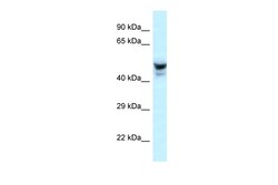 Aviva Systems Biology Corp Phactr3 Antibody - middle region (ARP53446_P050)
