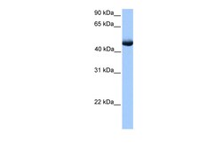 Aviva Systems Biology Corp PAOX Antibody - C-terminal region (ARP53830_P050)