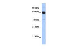 Aviva Systems Biology Corp PRKAA1 Antibody - N-terminal region (ARP53846_P050)