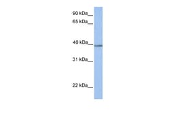 Aviva Systems Biology Corp AMT Antibody - N-terminal region (ARP54313_P050)