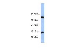 Aviva Systems Biology Corp LOC285033 Antibody - N-terminal region (ARP54489_P050)