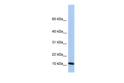 Aviva Systems Biology Corp FAU Antibody - middle region (ARP54604_P050)