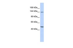 Aviva Systems Biology Corp FLII Antibody - middle region (ARP54614_P050)