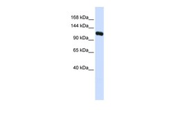 Aviva Systems Biology Corp KIF5C Antibody - N-terminal region (ARP54736_P050)