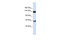 Aviva Systems Biology Corp RAPGEF1 Antibody - C-terminal region (ARP54753_P050)