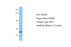Aviva Systems Biology Corp GZMA Antibody - middle region (ARP54793_P050)