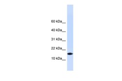Aviva Systems Biology Corp PHLDA3 Antibody - N-terminal region (ARP54891_P050)