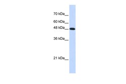 Aviva Systems Biology Corp POLM Antibody - middle region (ARP54928_P050)