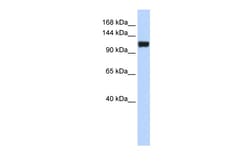 Aviva Systems Biology Corp FAM120A Antibody - middle region (ARP55089_P050)