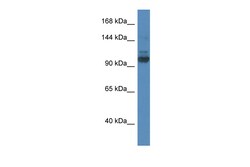 Aviva Systems Biology Corp Sec31a Antibody - N-terminal region (ARP55111_P050)