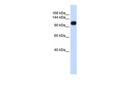 Aviva Systems Biology Corp KIAA0692 Antibody - middle region (ARP55170_P050)