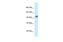 Aviva Systems Biology Corp KIAA1267 Antibody - N-terminal region (ARP55255_P050)