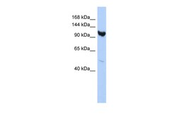 Aviva Systems Biology Corp ARMC3 Antibody - middle region (ARP55626_P050)