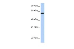 Aviva Systems Biology Corp AMIGO3 Antibody - N-terminal region (ARP55919_P050)