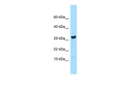 Aviva Systems Biology Corp Rpl27 Antibody - N-terminal region (ARP56131_P050)