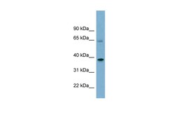 Aviva Systems Biology Corp SNX7 Antibody - middle region (ARP56795_P050)