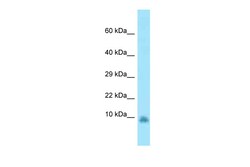 Aviva Systems Biology Corp Gng13 Antibody - N-terminal region (ARP56936_P050)