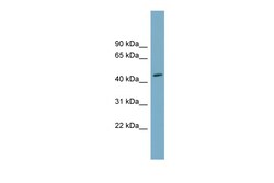 Aviva Systems Biology Corp FAM53C Antibody - N-terminal region (ARP56949_P050)