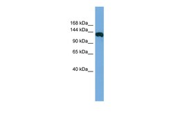 Aviva Systems Biology Corp FAM29A Antibody - middle region (ARP56989_P050)