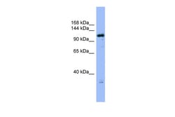 Aviva Systems Biology Corp FAM29A Antibody - middle region (ARP56990_P050)