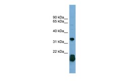Aviva Systems Biology Corp RHOF Antibody - middle region (ARP57310_P050)