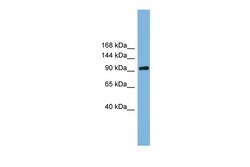 Aviva Systems Biology Corp GRIPAP1 Antibody - N-terminal region (ARP57358_P050)