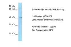 Aviva Systems Biology Corp HMCES Antibody - N-terminal region (ARP57366_P050)