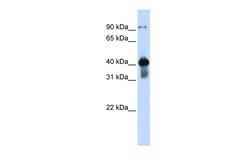 Aviva Systems Biology Corp USF2 Antibody - middle region (ARP58094_P050)